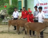 Hội chữ thập đỏ huyện Trạm Tấu trao bò sinh sản cho hộ nghèo