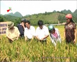 Lục Yên: thử nghiệm 1 số giống lúa thuần mới cho năng suất cao