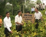 Huyện Lục Yên trồng thử nghiệm thành công các giống đậu tương mới