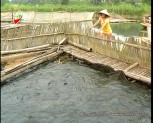 Phát triển nuôi cá lồng ở huyện Trấn Yên