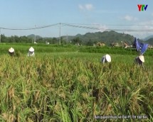 Huyện Văn Yên triển khai kế hoạch sản xuất vụ mùa năm 2016