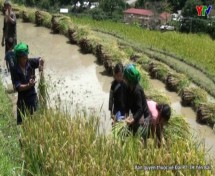 Xã Lao Chải huyện Mù Cang Chải tập trung thu hoạch lúa xuân