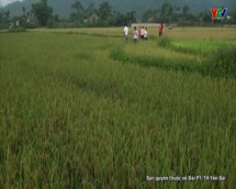 Huyện Lục Yên đánh giá mô hình lúa chiêm hương tại xã Vĩnh Lạc