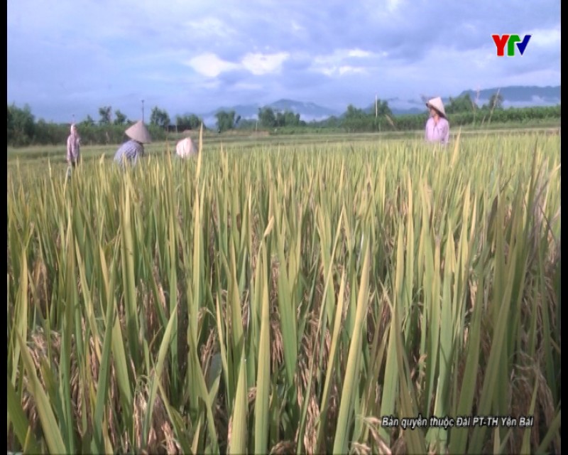 Huyện Trấn Yên khẩn trương thu hoạch lúa đông xuân