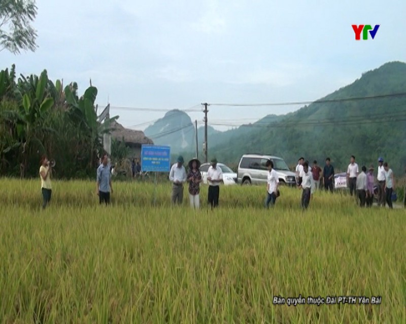 Trạm Khuyến nông huyện Lục Yên đánh giá giống lúa thuần J02 tại xã Mai Sơn