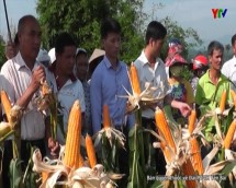 Trạm khuyến nông huyện Trấn Yên đánh giá hiệu quả giống ngô NK 6410