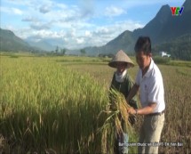 Văn Chấn hướng đến phát triển các vùng sản xuất lúa hàng hóa
