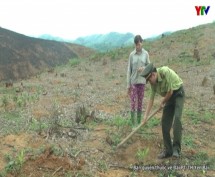 Yên Bình thực hiện Nghị quyết phát triển rừng