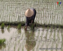Thị xã Nghĩa Lộ hoàn thành gieo cấy gần 760 ha lúa mùa