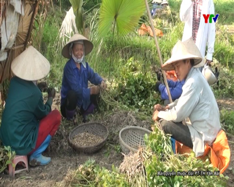 Nông dân huyện Lục Yên được mùa lạc xuân