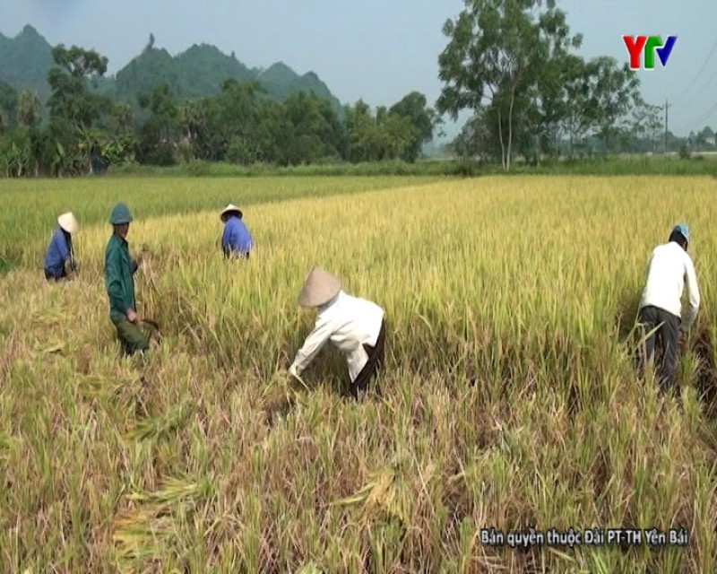 Nông dân Lục Yên tập trung thu hoạch lúa đông xuân