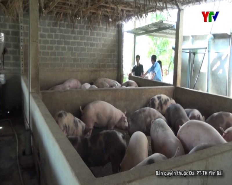 Huyện Văn Chấn chưa thể gỡ khó cho người nuôi lợn