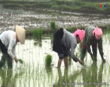 Thị xã Nghĩa Lộ tích cực làm đất gieo cấy lúa mùa