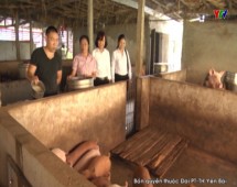 Chi nhánh Ngân hàng NN và PTNT huyện Yên Bình giãn nợ cho người nuôi lợn