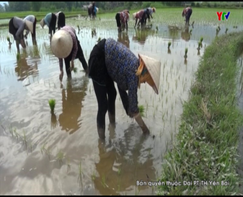 Huyện Văn Chấn gieo cấy được 700 ha lúa mùa.