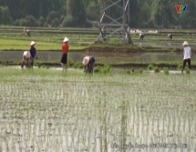Nông dân thị xã Nghĩa Lộ hoàn thành gieo cấy gần 760 ha lúa mùa
