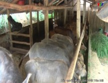 Huyện Văn Chấn mở rộng quy mô chăn nuôi theo hướng bán chăn thả