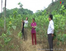 Huyện Trấn Yên đẩy mạnh đào tạo nghề cho lao động nông thôn