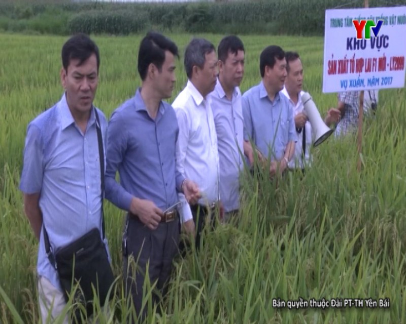 Trung tâm giống cây trồng vật nuôi Yên Bái sản xuất thành công các tổ hợp lúa lai