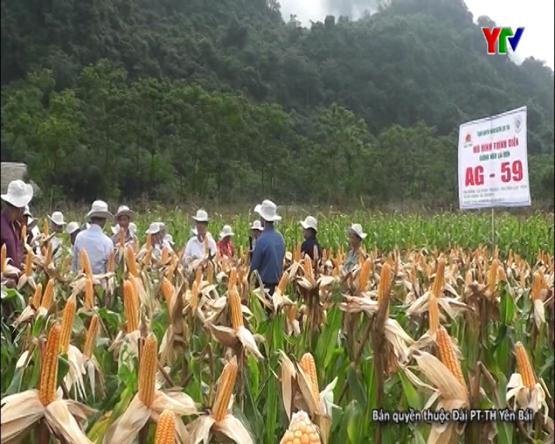 Huyện Lục Yên đánh giá kết quả mô hình trình diễn giống ngô AG59