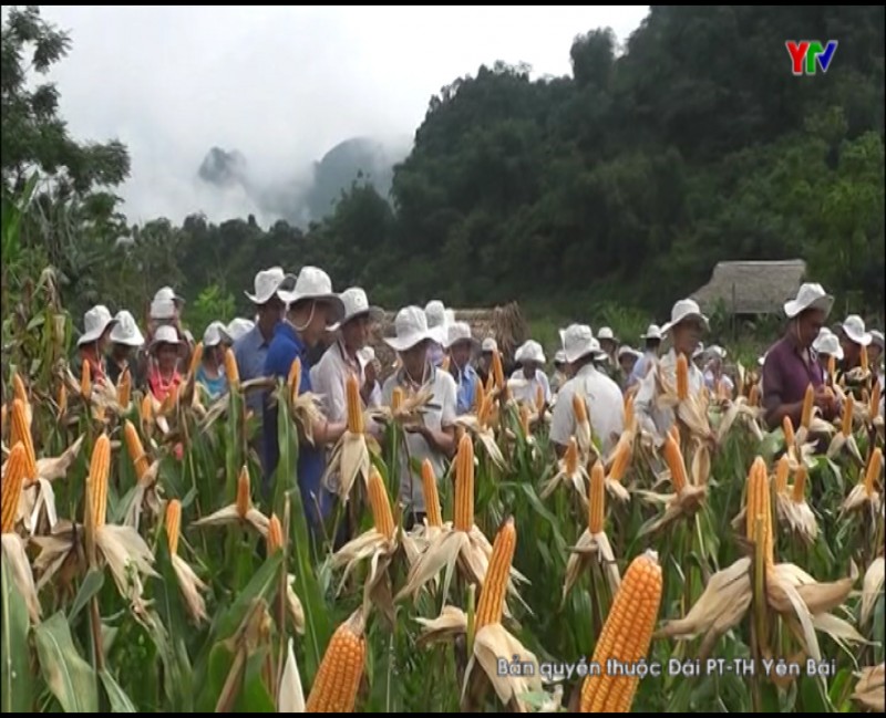 Huyện Lục Yên trồng thử nghiệm nhiều giống ngô mới