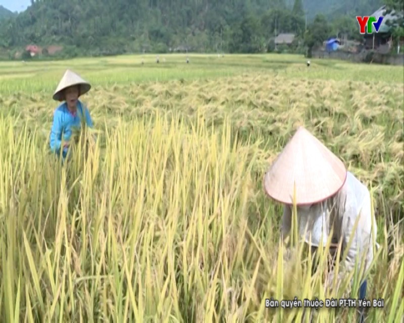 Lục Yên tập trung thu hoạch lúa đông xuân