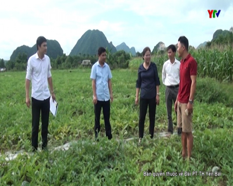 Lãnh đạo huyện Lục Yên tham quan mô hình trồng dưa hấu tại xã Minh Tiến