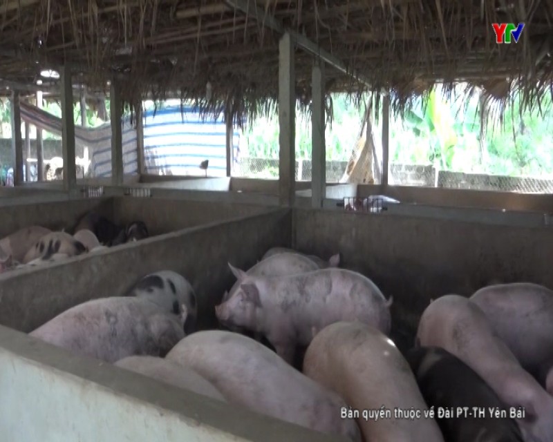 Nông dân Văn Chấn không vội tăng đàn dù giá thịt lợn hơi tăng