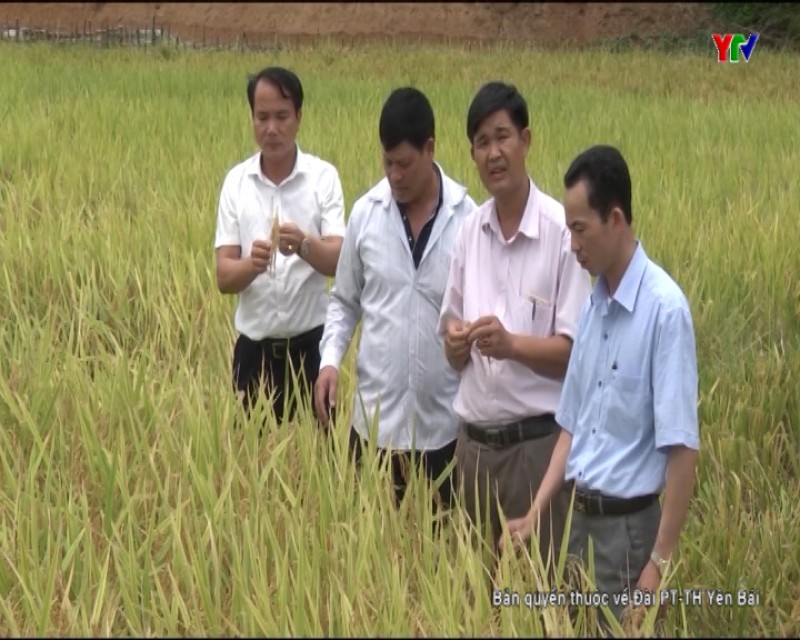 Nông dân huyện Yên Bình tập trung thu hoạch lúa xuân