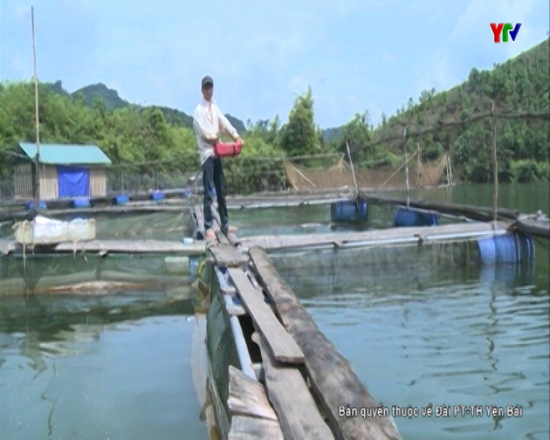 Phát triển nghề nuôi cá lồng ở xã Mường Lai, huyện Lục Yên