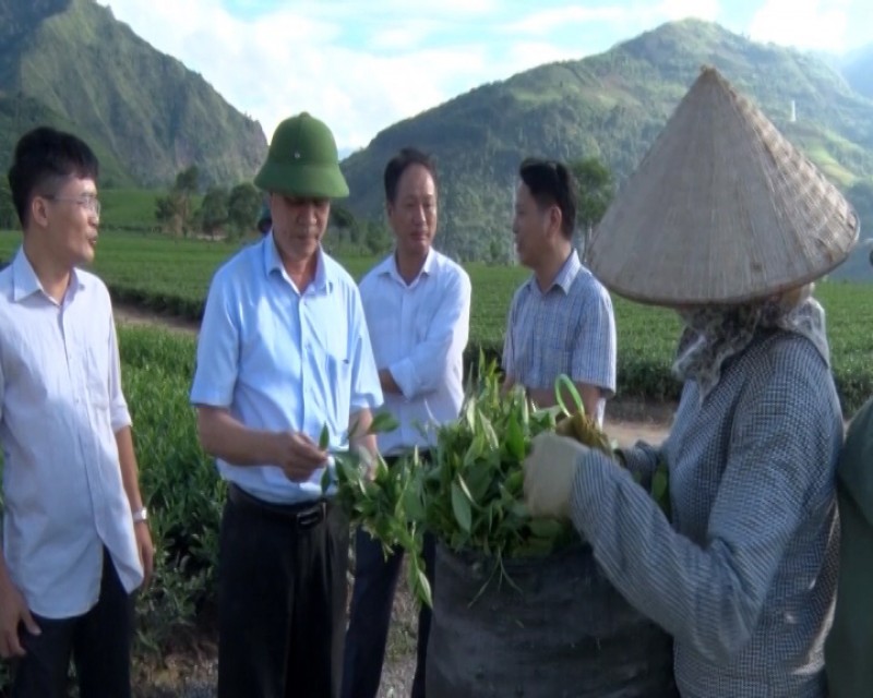 Huyện Văn Chấn hoàn thành các mục tiêu phát triển cây chè