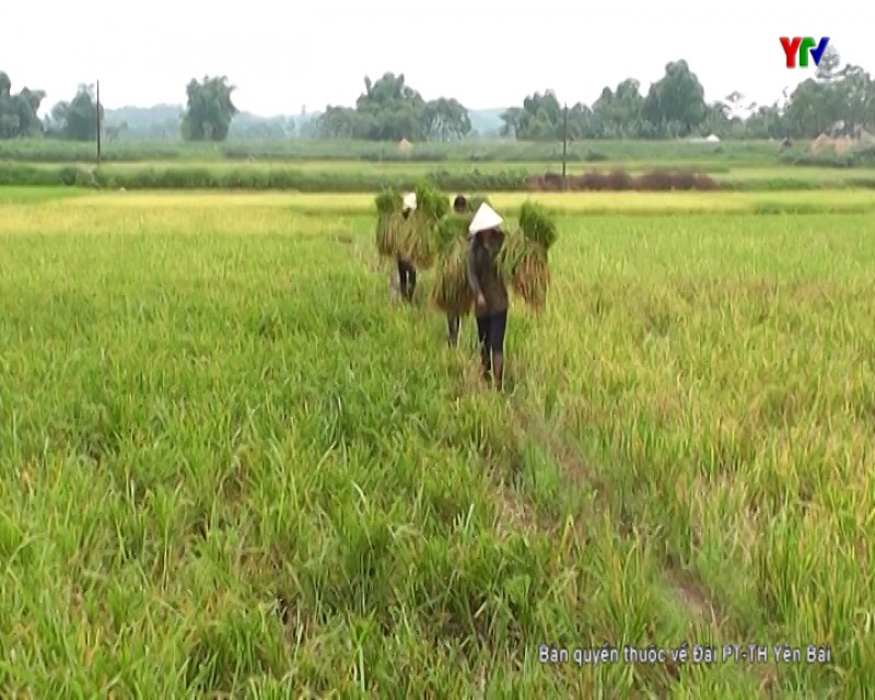 Huyện Trấn Yên phấn đấu gieo cấy gần 2.500 ha lúa mùa