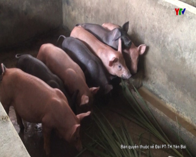 Nông dân thị xã Nghĩa Lộ thận trọng khi tăng đàn lợn