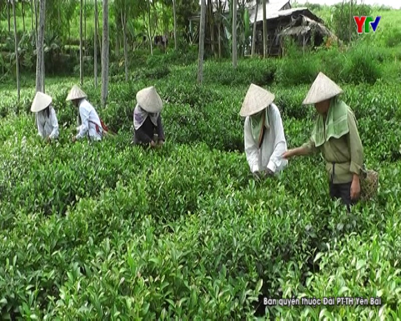 Xã Bảo Hưng, huyện Trấn Yên xây dựng làng nghề sản xuất chè