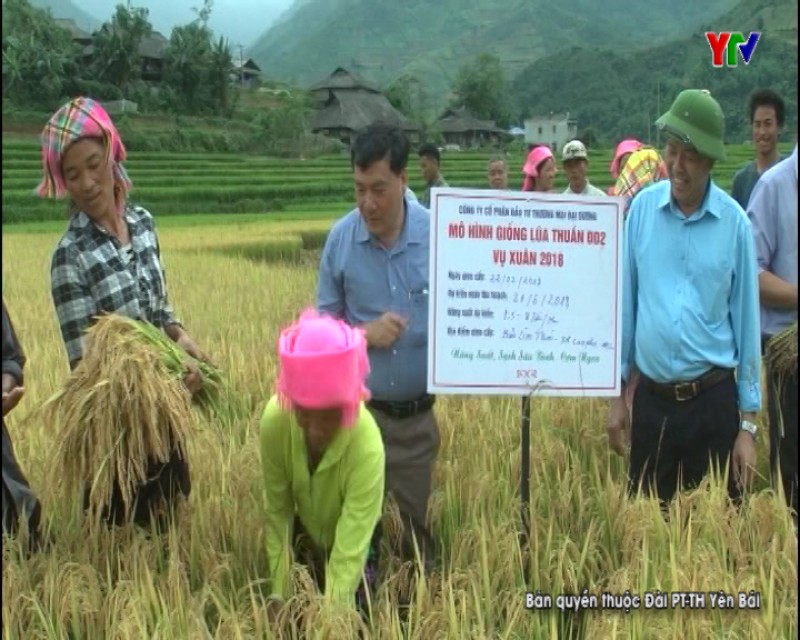 Hội thảo đầu bờ đánh giá hiệu quả giống lúa ĐD2 tại xã Cao Phạ huyện Mù Cang Chải