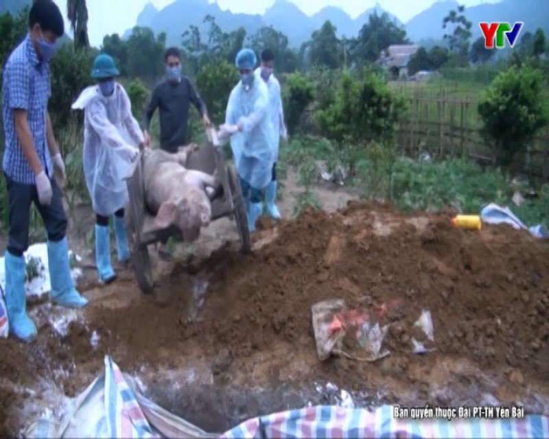 Tiếp tục phát sinh ổ dịch tả lợn châu Phi tại thị xã Nghĩa Lộ và huyện Lục Yên