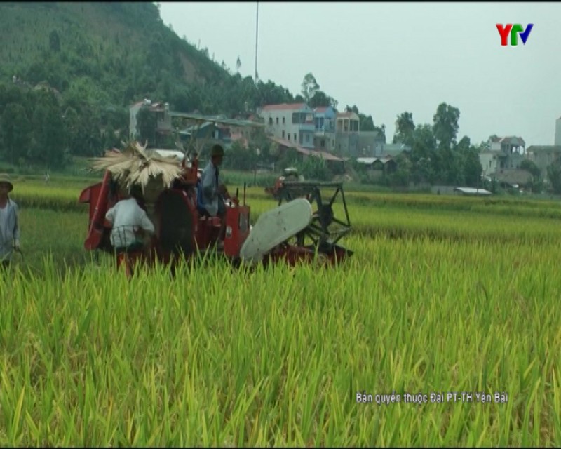 Huyện Văn Yên tập trung thu chiêm làm mùa