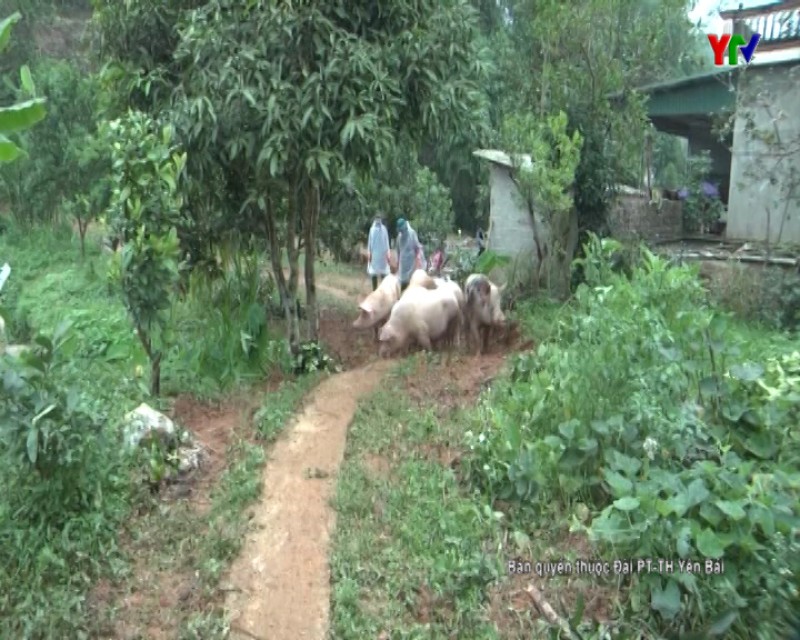 Xuất hiện ổ dịch tả lợn châu Phi tại xã Nậm Khắt, huyện Mù Cang Chải