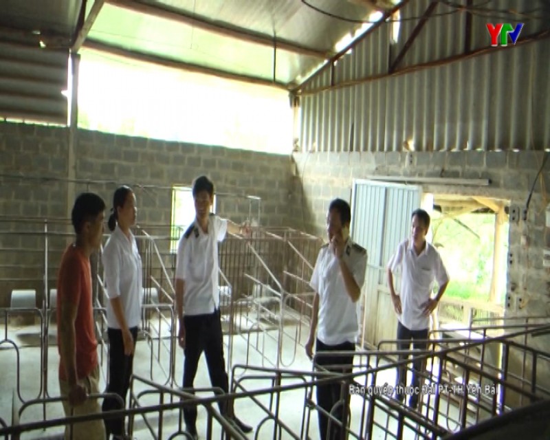 Huyện Văn Chấn ra thông báo hết dịch tả lợn châu Phi tại thị trấn Nông trường Trần Phú