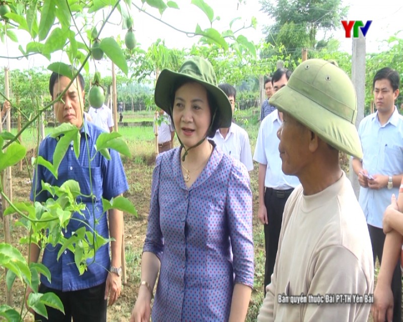Đồng chí Bí thư Tỉnh ủy Phạm Thị Thanh Trà thăm các mô hình nông nghiệp tiêu biểu tại huyện Văn Chấn