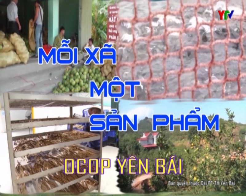 Rau an toàn - hướng phát triển kinh tế của nông dân xã Tuy Lộc, thành phố Yên Bái