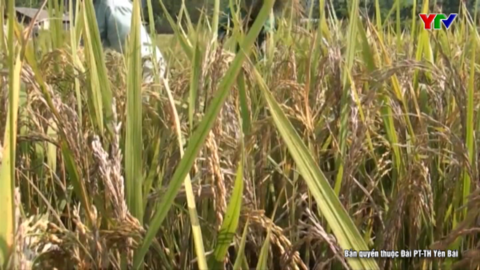 Lục Yên: Năng suất lúa đông xuân đạt 57 tạ / ha