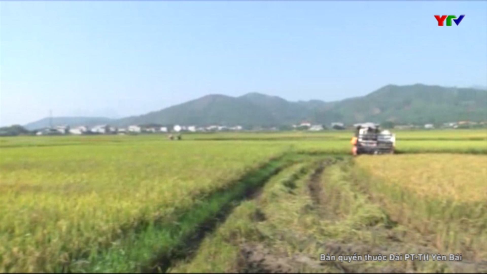 Huyện Văn Yên đẩy nhanh tiến độ thu chiêm, làm mùa
