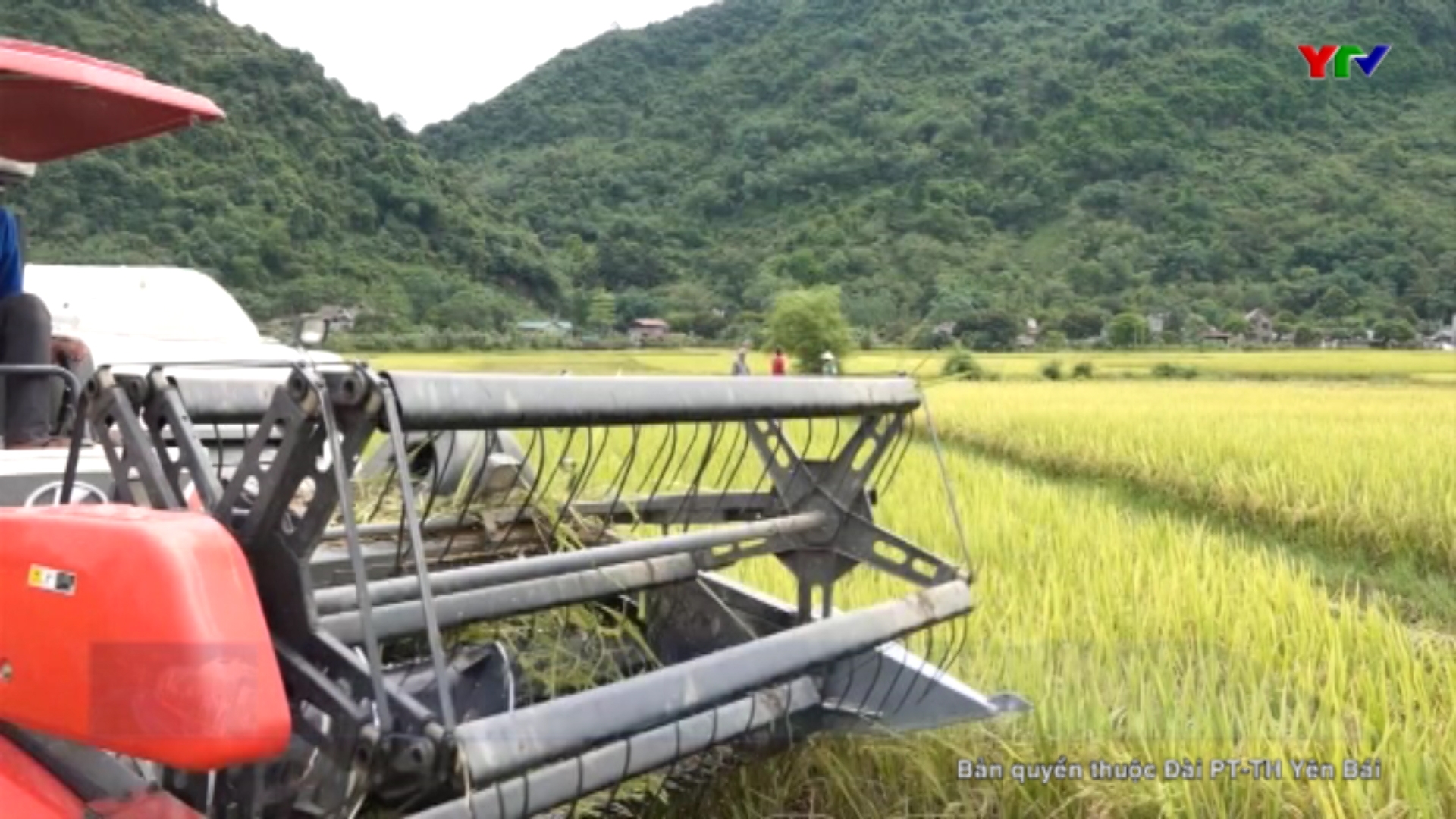 Tổng sản lượng lương thực có hạt vụ đông xuân của huyện Lục Yên ước đạt 33.700 tấn