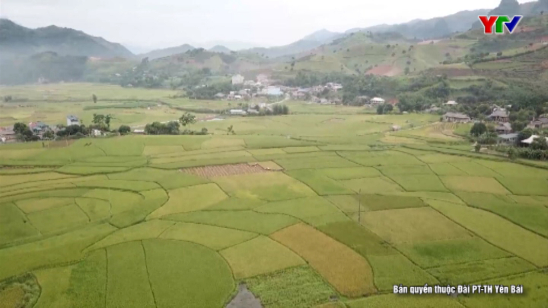 Nông dân huyện Văn Chấn tập trung thu hoạch lúa đông xuân