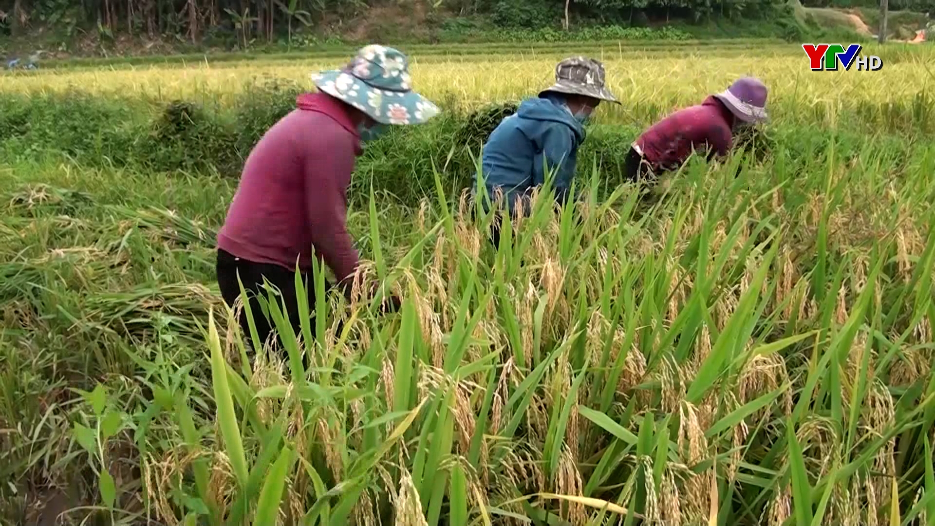 Văn Yên tập trung thu hoạch lúa đông xuân