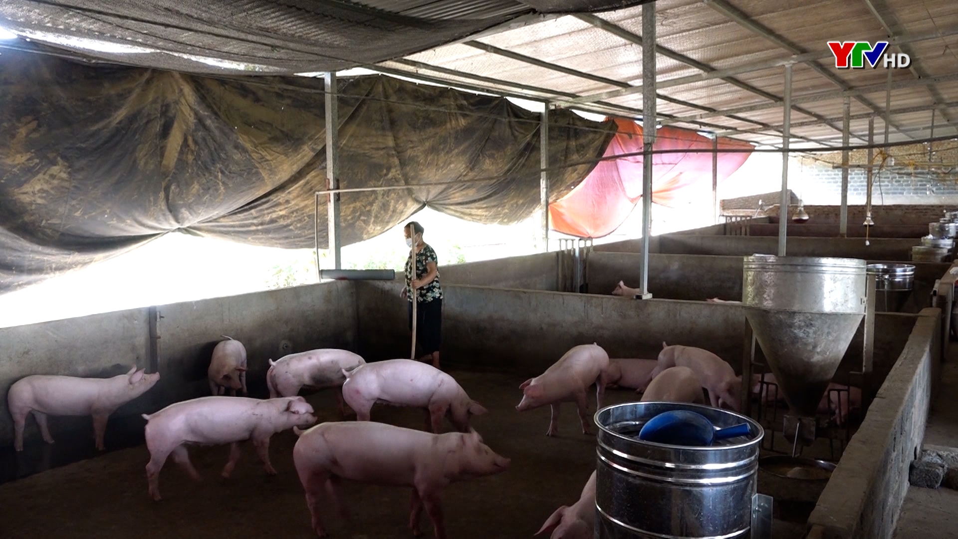 Người chăn nuôi thị xã Nghĩa Lộ gặp khó khăn do giá thức ăn chăn nuôi tăng