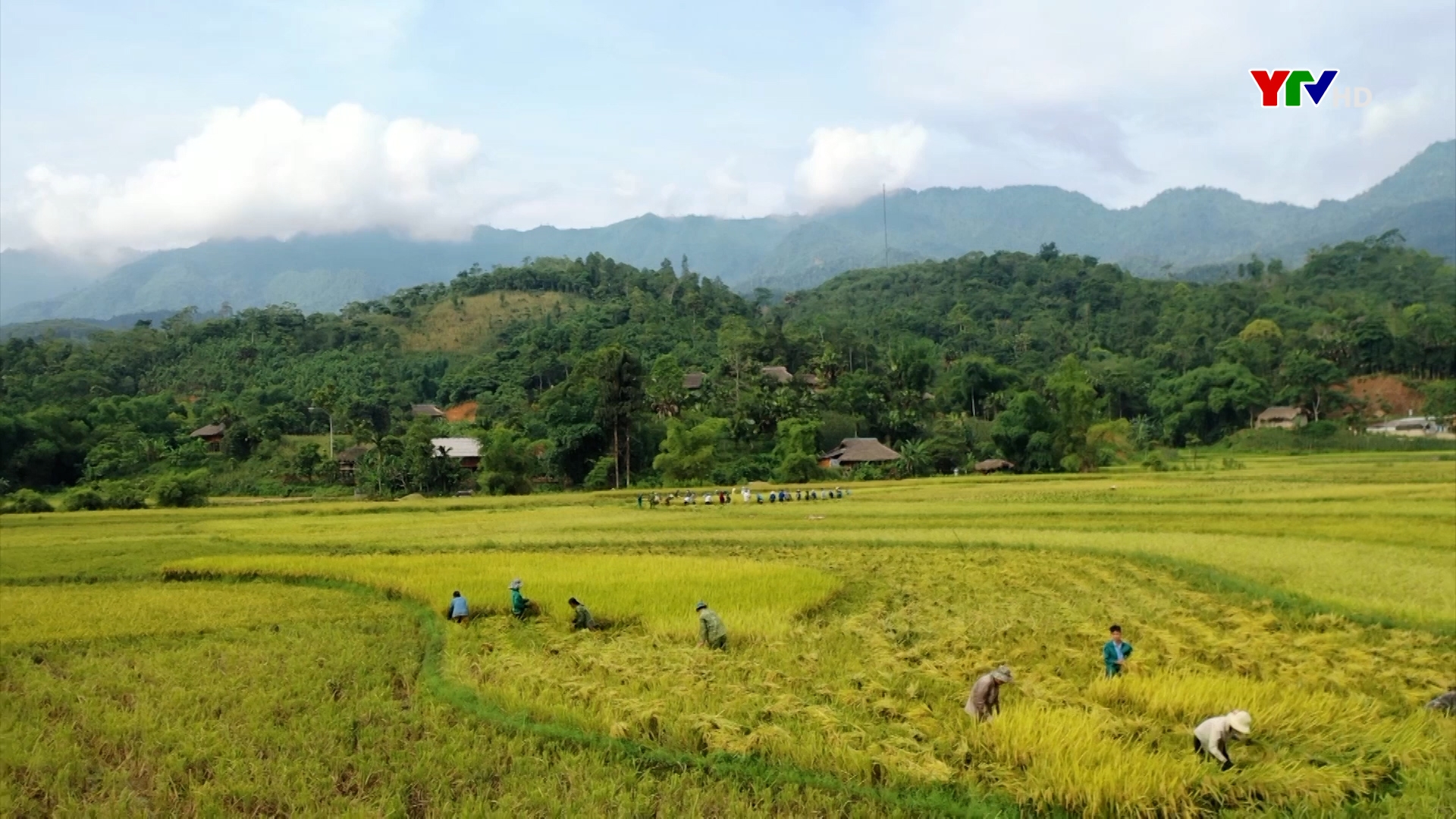 Lan tỏa từ phong trào giúp nông dân thu hoạch lúa ở Lục Yên