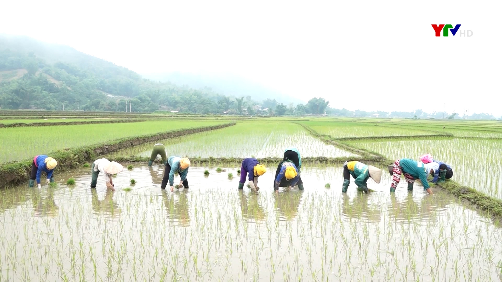 Thị xã Nghĩa Lộ đẩy nhanh tiến độ gieo cấy lúa vụ mùa