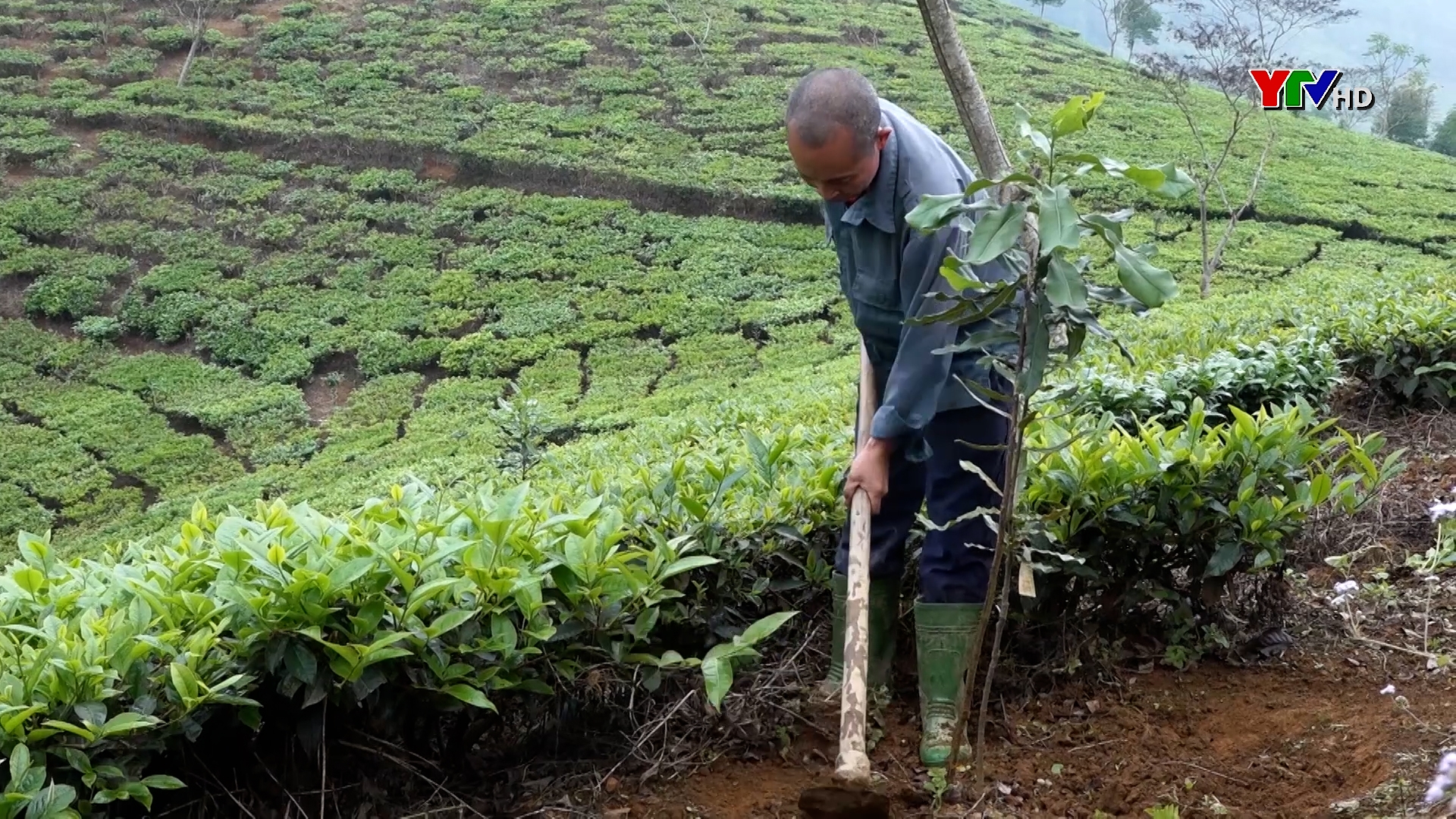 Văn Chấn triển khai đề án trồng 400 cây mắc ca xen cây chè